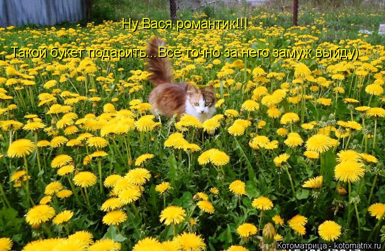 Ну Вася романтик!!! Такой букет подарить...Все точно за него замуж выйду)... Котоматрица: Ну Вася романтик!!! Такой букет подарить...Все точно за него замуж выйду)