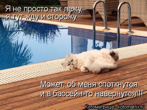 Котоматрица: Я не просто так лежу, я тут жду и сторожу... Может, об меня споткнутся, и в бассейн-то навернутся!!!