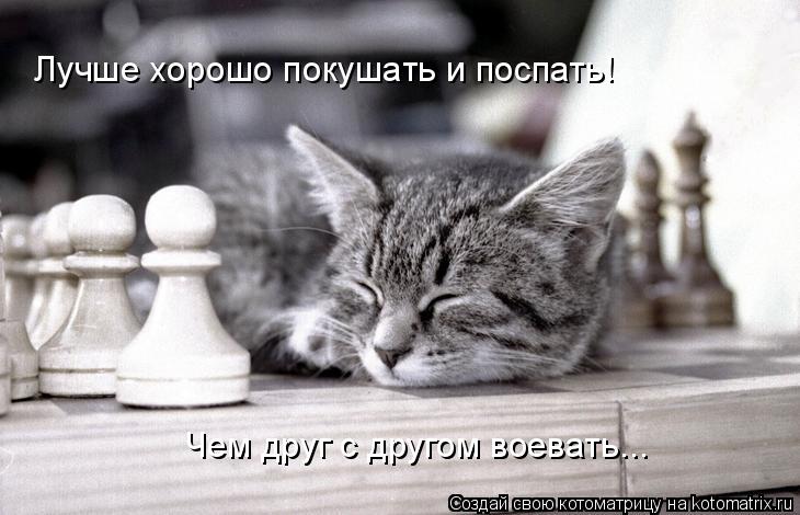Лучше хорошо покушать и поспать! Чем друг с другом воевать...... Котоматрица: Лучше хорошо покушать и поспать! Чем друг с другом воевать...