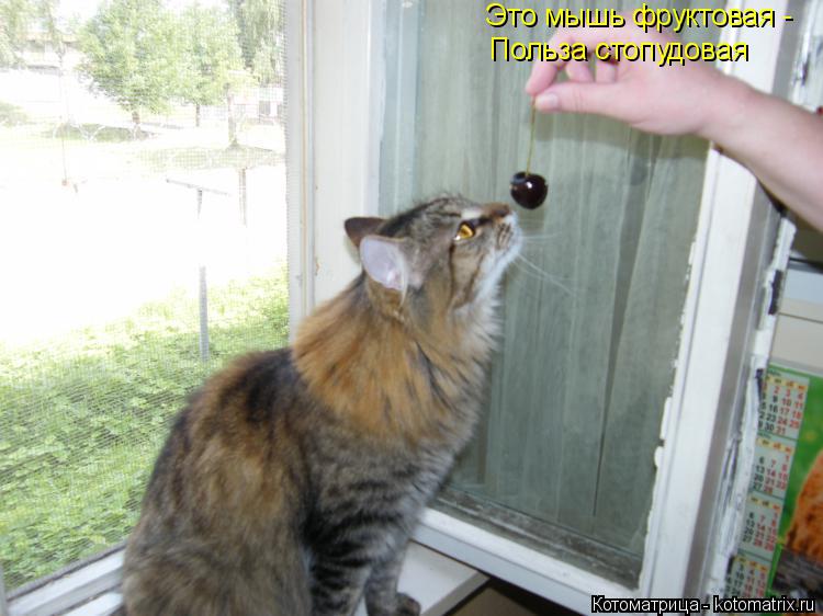 Котоматрица: Это мышь фруктовая - Польза стопудовая