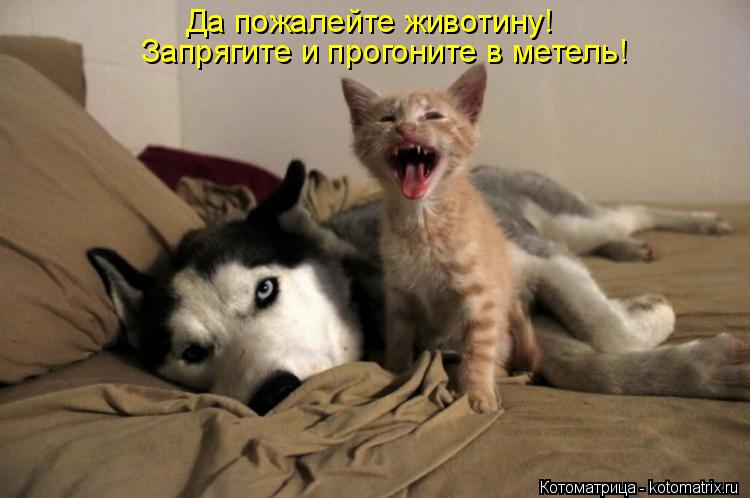 Да пожалейте животину! Запрягите и прогоните в метель!... Котоматрица: Да пожалейте животину! Запрягите и прогоните в метель!