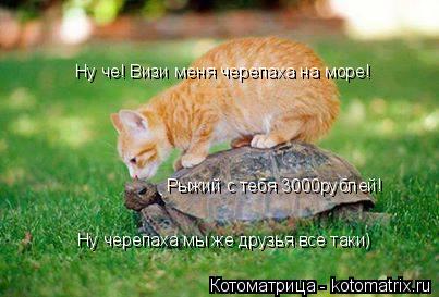 Ну че! Визи меня черепаха на море! Рыжий с тебя 3000рублей! Ну черепаха мы же друзья все таки)... Котоматрица: Ну че! Визи меня черепаха на море! Рыжий с тебя 3000рублей! Ну черепаха мы же друзья все таки)