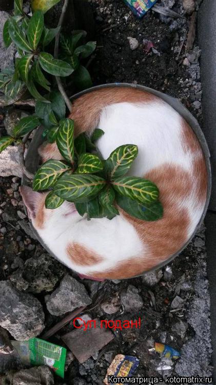 Суп подан!... Котоматрица: Суп подан!