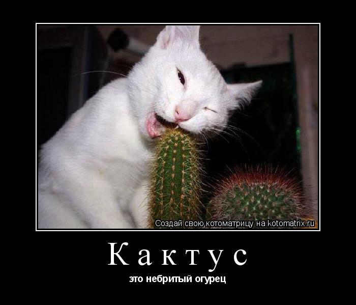 Котоматрица: Кактус это небритый огурец