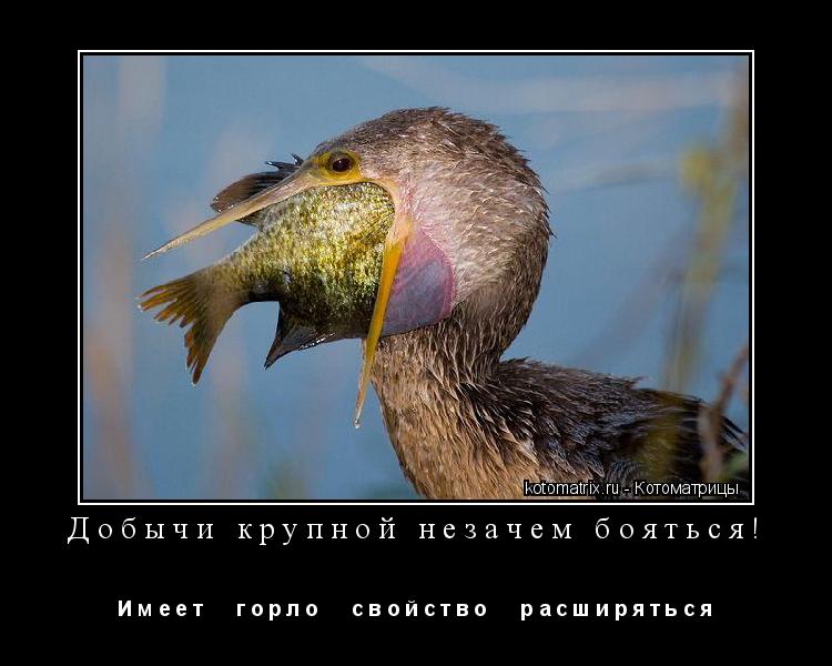 Котоматрица: Добычи крупной незачем бояться! И м е е т      г о р л о      с в о й с т в о      р а с ш и р я т ь с я
