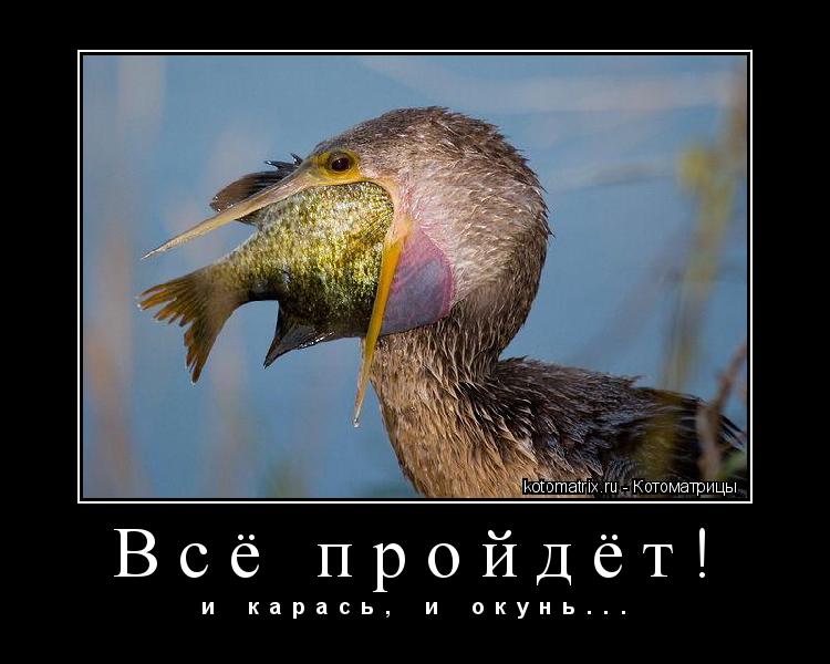 Котоматрица: Всё пройдёт! и      к  а  р  а  с  ь  ,      и      о  к  у  н  ь  .  .  .