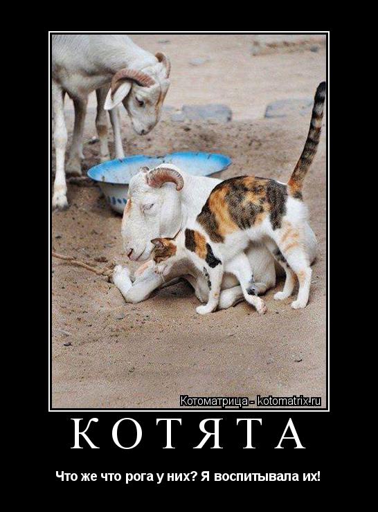 Котоматрица: КОТЯТА Что же что рога у них? Я воспитывала их!