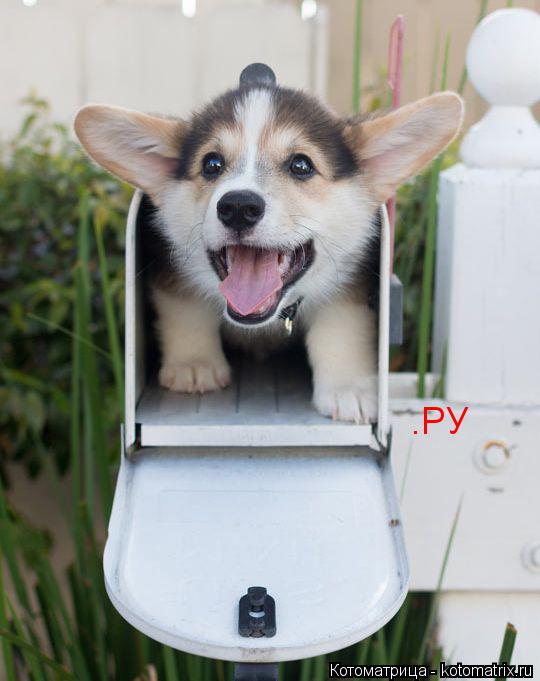 Котоматрица: .РУ