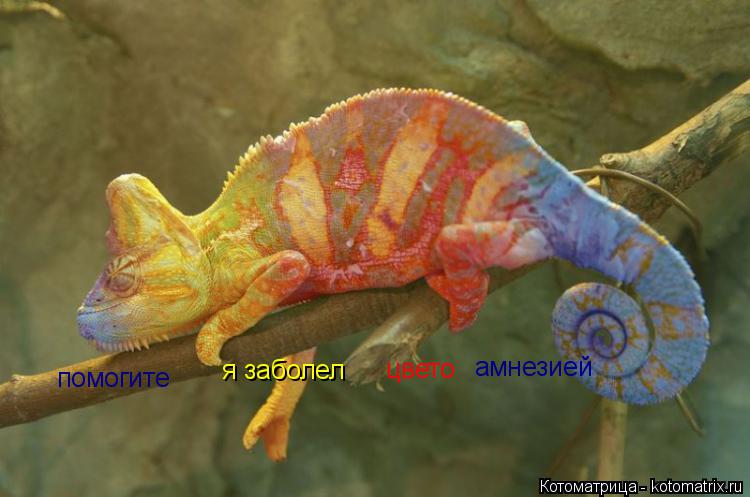 Котоматрица: помогите   я заболел цвето амнезией