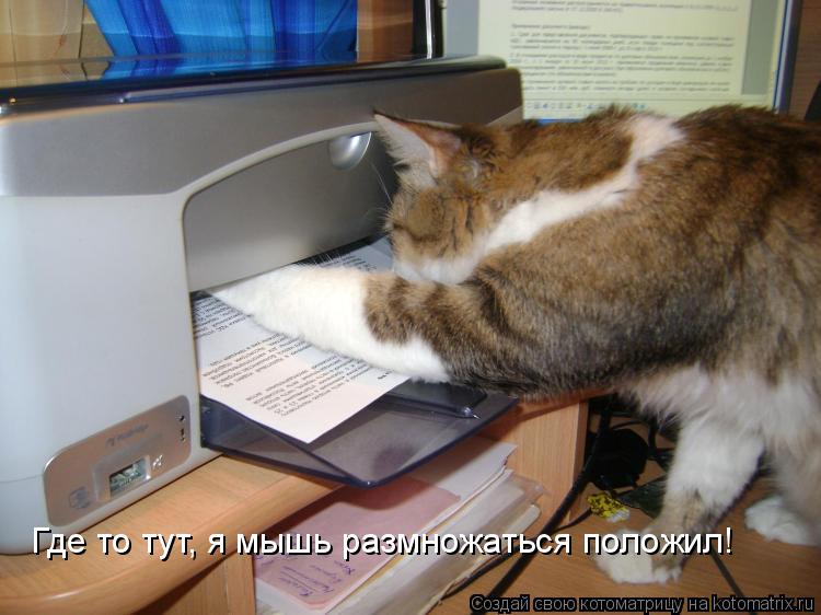 Котоматрица: Где то тут, я мышь размножаться положил!