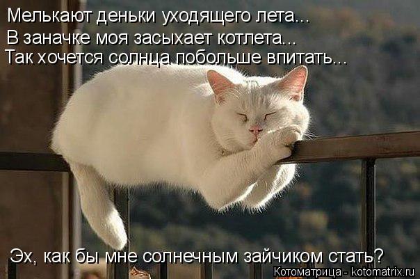 Котоматрица: Мелькают деньки уходящего лета... В заначке моя засыхает котлета... Так хочется солнца побольше впитать... Эх, как бы мне солнечным зайчиком с