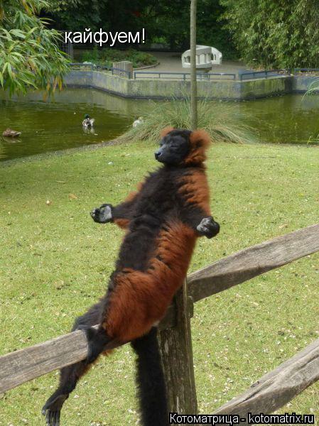 Котоматрица: кайфуем!