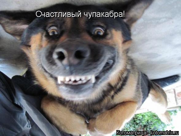 Котоматрица: Счастливый чупакабра!