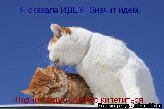 Котоматрица: -Я сказала ИДЕМ! Значит идем. -Ладно, ладно. Нечего кипетиться.