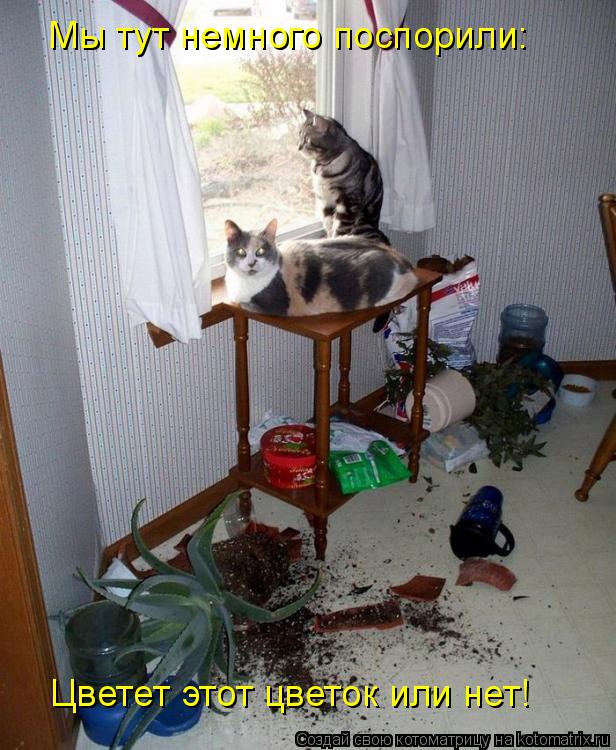 Котоматрица: Мы тут немного поспорили: Цветет этот цветок или нет!