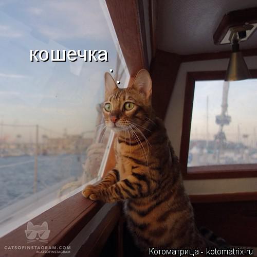 Котоматрица: кошечка . .