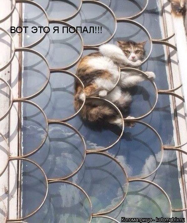 Котоматрица: ВОТ ЭТО Я ПОПАЛ!!!