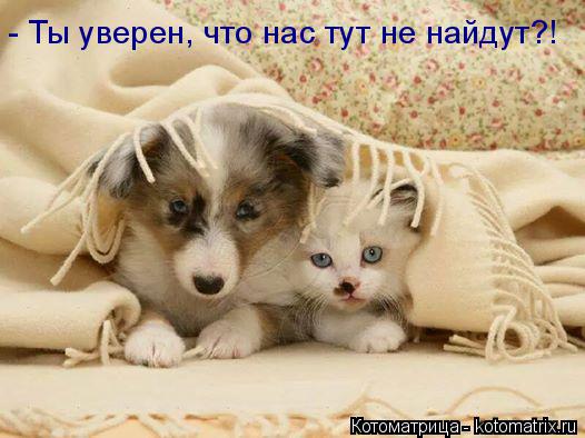 - Ты уверен, что нас тут не найдут?!... Котоматрица: - Ты уверен, что нас тут не найдут?!