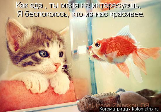 Котоматрица: Как еда , ты меня не интересуешь, Я беспокоюсь, кто из нас красивее.