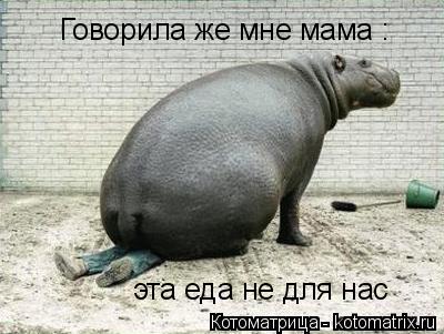 Говорила же мне мама : эта еда не для нас... Котоматрица: Говорила же мне мама : эта еда не для нас