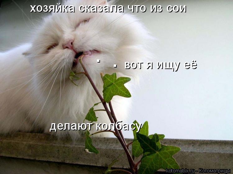 Котоматрица: хозяйка сказала что из сои  делают колбасу вот я ищу её . .