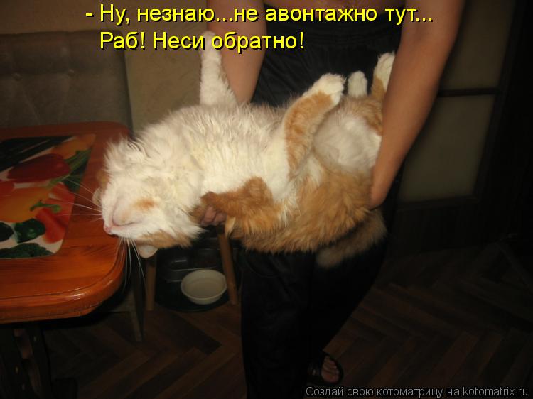 Котоматрица: - Ну, незнаю...не авонтажно тут... Раб! Неси обратно!