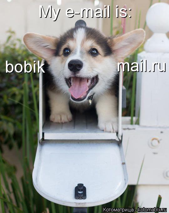 Котоматрица: mail.ru bobik My e-mail is: