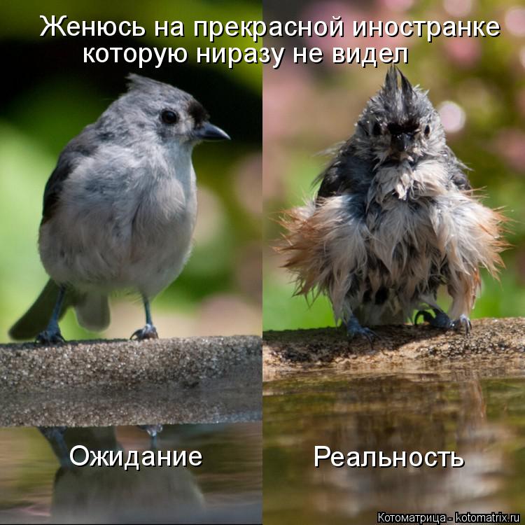 Женюсь на прекрасной иностранке которую ниразу не видел Ожидание Реальность... Котоматрица: Женюсь на прекрасной иностранке которую ниразу не видел Ожидание Реальность