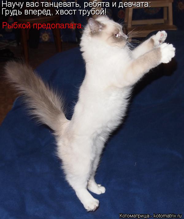 Котоматрица: Грудь вперёд, хвост трубой!  Рыбкой предопалата. Научу вас танцевать, ребята и девчата: