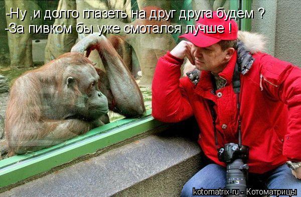 Котоматрица: -Ну ,и долго глазеть на друг друга будем ? -За пивком бы уже смотался лучше !