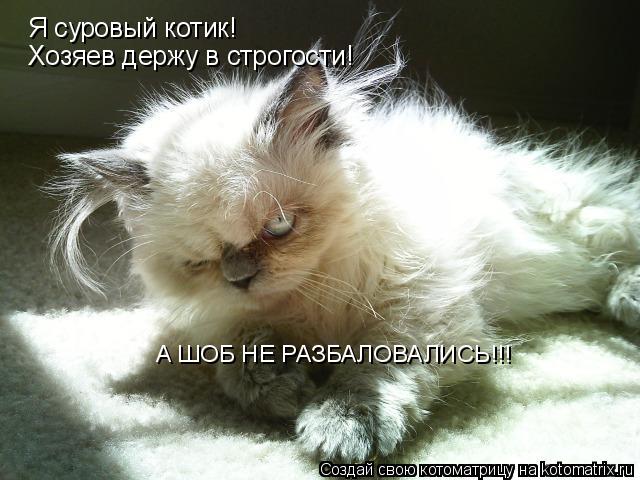 Котоматрица: Я суровый котик! Хозяев держу в строгости! А ШОБ НЕ РАЗБАЛОВАЛИСЬ!!!