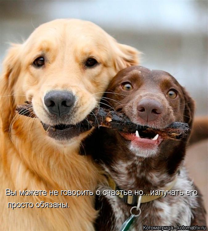 Котоматрица: Вы можете не говорить о счастье,но...излучать его просто обязаны.