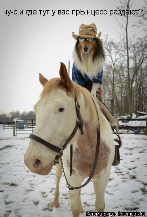 Котоматрица: ну-с,и где тут у вас прЫнцесс раздают?