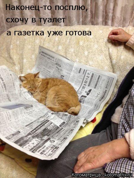 Котоматрица: Наконец-то посплю,  схочу в туалет  а газетка уже готова