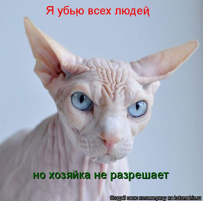Я убью всех людей , . но хозяйка не разрешает... Котоматрица: Я убью всех людей , . но хозяйка не разрешает
