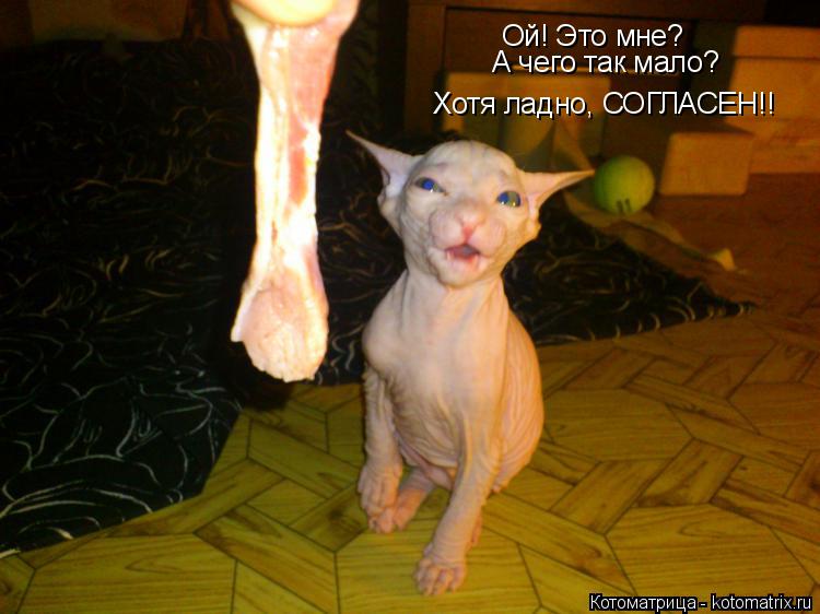 Котоматрица: Ой! Это мне? А чего так мало? Хотя ладно, СОГЛАСЕН!!