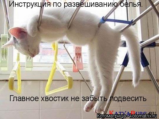 Котоматрица: Инструкция по развешиванию белья.  Главное хвостик не забыть подвесить