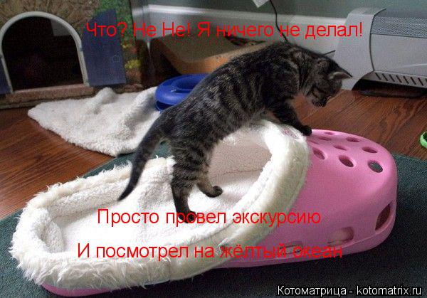 Что? Не Не! Я ничего не делал! Просто провел экскурсию И посмотрел на жёлтый океан... Котоматрица: Что? Не Не! Я ничего не делал! Просто провел экскурсию И посмотрел на жёлтый океан