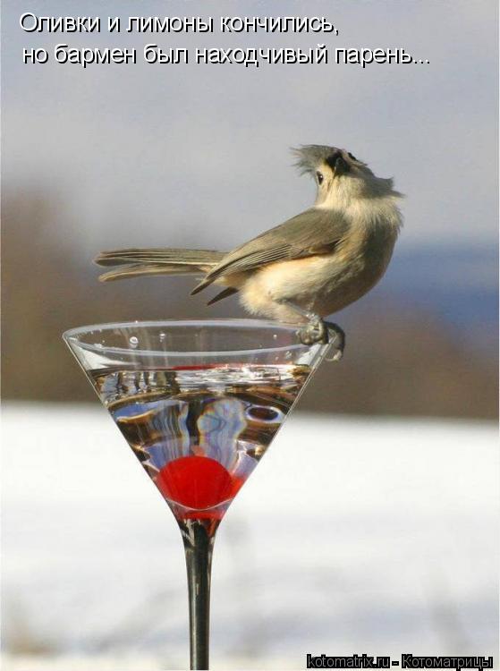 Котоматрица: Оливки и лимоны кончились, но бармен был находчивый парень...