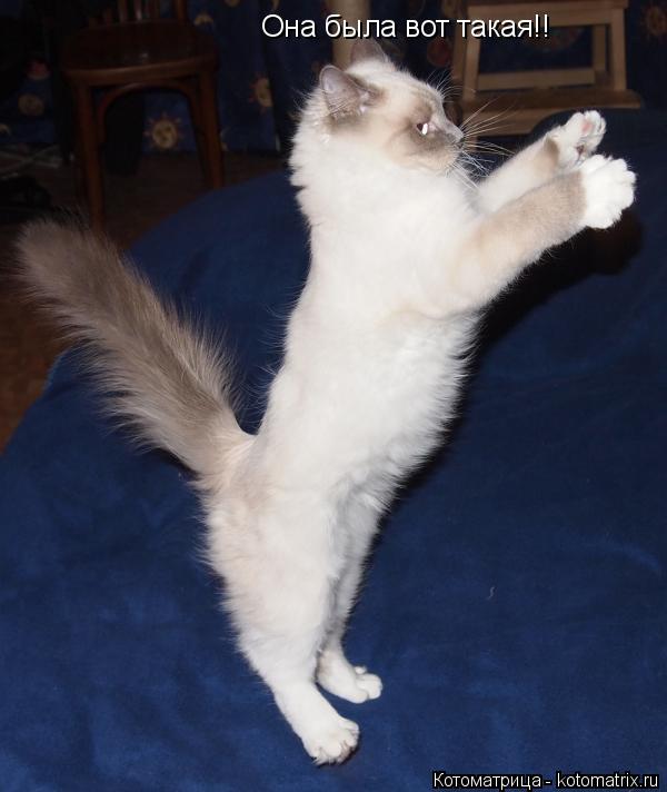 Котоматрица: Она была вот такая!!