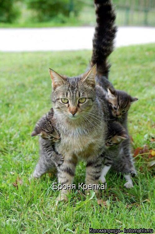 Броня Крепка!... Котоматрица: Броня Крепка!