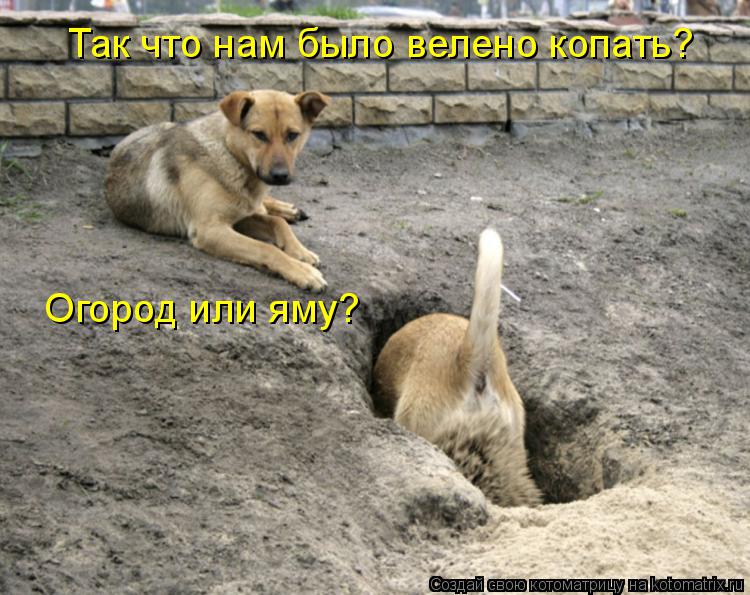 Котоматрица: Так что нам было велено копать? Огород или яму?