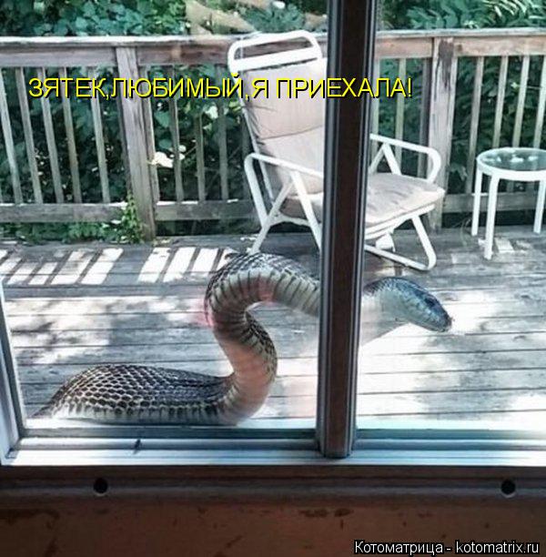 Котоматрица: ЗЯТЕК,ЛЮБИМЫЙ,Я ПРИЕХАЛА!