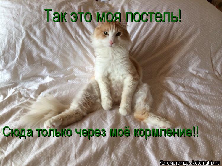 Котоматрица: Так это моя постель! Сюда только через моё кормление!!