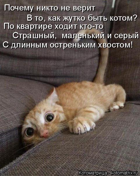 Котоматрица: По квартире ходит кто-то Страшный,  маленький и серый С длинным остреньким хвостом! Почему никто не верит В то, как жутко быть котом?