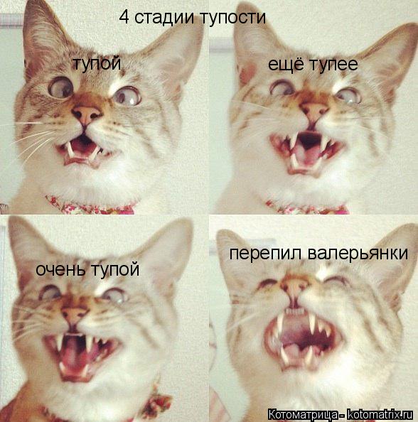 Котоматрица: 4 стадии тупости тупой ещё тупее очень тупой перепил валерьянки