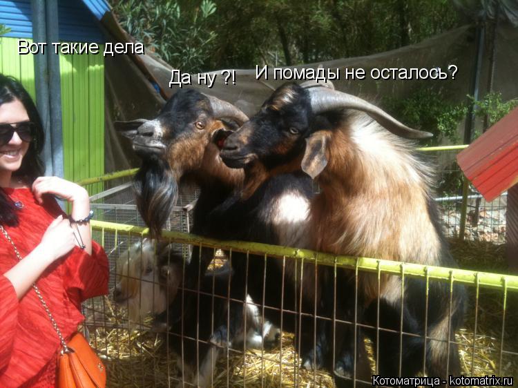 Котоматрица: Вот такие дела  Вот такие дела  Да ну ?!  И помады не осталось?