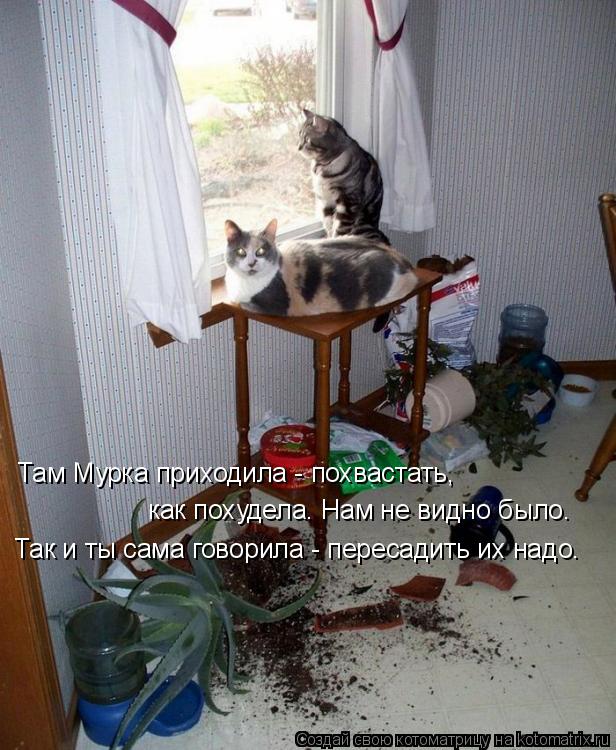 Котоматрица: Там Мурка приходила - похвастать,  как похудела. Нам не видно было. Так и ты сама говорила - пересадить их надо.