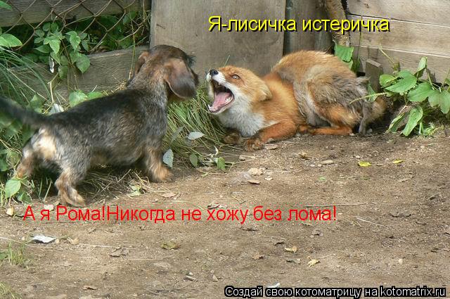 Котоматрица: Я-лисичка истеричка А я Рома!Никогда не хожу без лома!