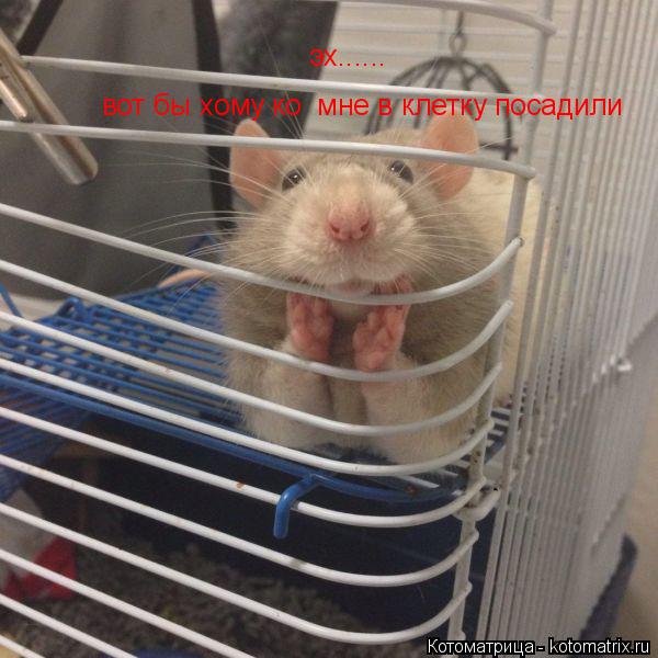 эх...... вот бы хому ко мне в клетку посадили... Котоматрица: эх...... вот бы хому ко мне в клетку посадили